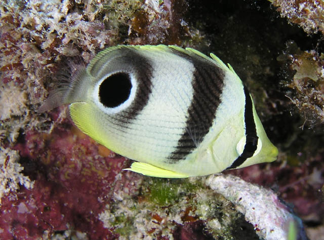 CHAETODON CAPISTRATUS